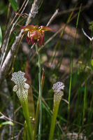 0044 Panhandle 2025 Pitcher Plants White Top Pitcher Plant