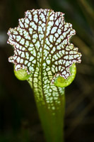 0045 Panhandle 2025 Pitcher Plants White Top Pitcher Plant