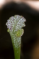 0046 Panhandle 2025 Pitcher Plants White Top Pitcher Plant