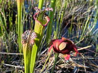0052 Panhandle 2025 Pitcher Plants White Top Pitcher Plant
