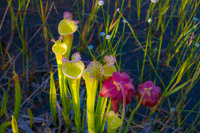 0054 Artistic Panhandle 2025 Pitcher Plants White Top Pitcher Plant