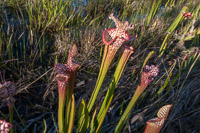 0061 Panhandle 2025 Pitcher Plants White Top Pitcher Plant