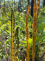 0065 Panhandle 2025 Pitcher Plants 