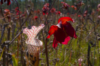 0068 Panhandle 2025 Pitcher Plants White Top Pitcher Plant
