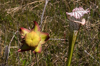 0074 Panhandle 2025 Pitcher Plants White Top Pitcher Plant