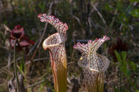 0076 Panhandle 2025 Pitcher Plants White Top Pitcher Plant