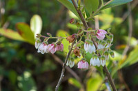 0079 Panhandle 2025 Pitcher Plants 