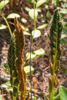 0080 Panhandle 2025 Pitcher Plants 