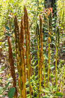 0081 Panhandle 2025 Pitcher Plants 