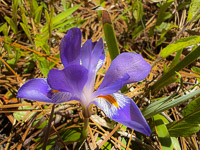 0084 Panhandle 2025 Pitcher Plants Coastal Plain Dwarf Violet Iris