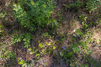 0090 Panhandle 2025 Pitcher Plants Coastal Plain Dwarf Violet Iris