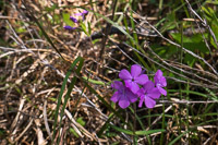 0091 Panhandle 2025 Pitcher Plants 
