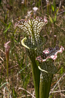 0093 Panhandle 2025 Pitcher Plants White Top Pitcher Plant