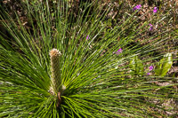 0099 Panhandle 2025 Pitcher Plants Long Leaf Pine Seedling