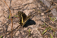 0101 Critters Panhandle 2025 Pitcher Plants 