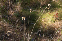 0104 Panhandle 2025 Pitcher Plants 