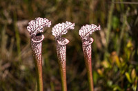 0105 Panhandle 2025 Pitcher Plants White Top Pitcher Plant