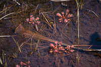 0108 Panhandle 2025 Pitcher Plants Sundew