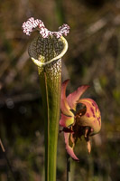 0109 Panhandle 2025 Pitcher Plants 