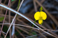 0116 Panhandle 2025 Pitcher Plants Wild Cowpea