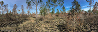 Panorama 462 Panhandle 2020 Panorama Recent Prescribed Burn