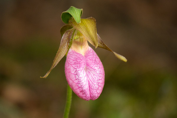 Pink Lady's Slipper Bloom