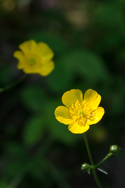 Marsh Marigold