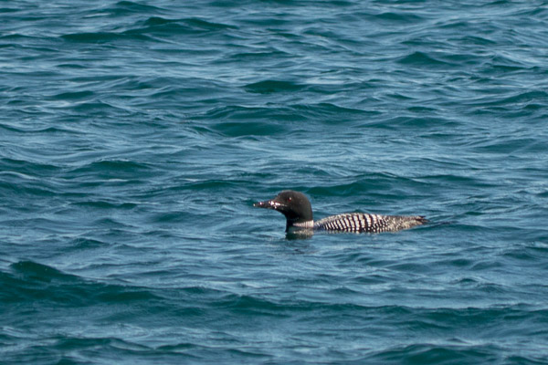 Common Loon