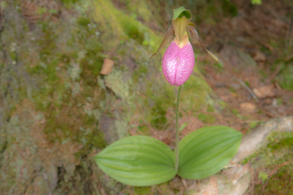 Pink Lady's Slipper