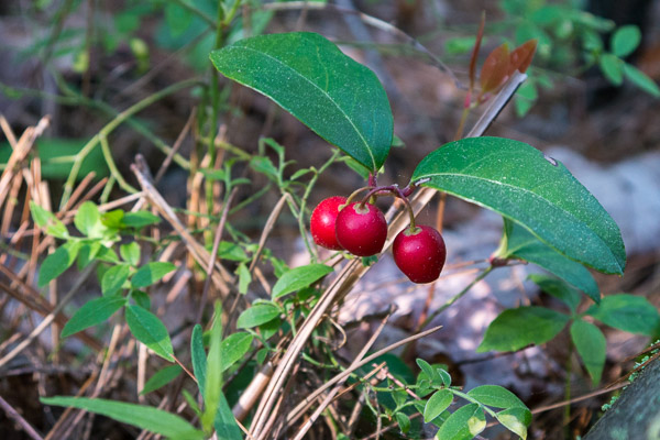 Wintergreen