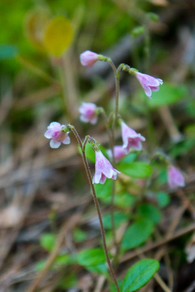Twin Flower (Linnaea borealis)