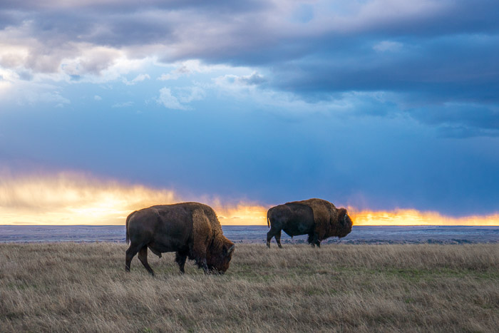 American Bison Grazing