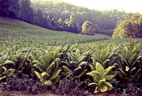 Bikecentennial 39 Kentucky Tobacco Field