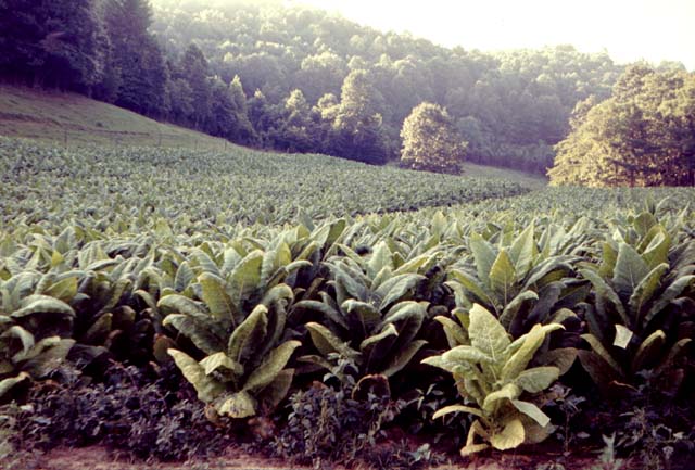 Kentucky Tobacco