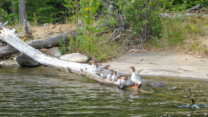 Mergansers