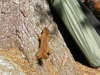 043 Bwca 2011 Ross Critters 