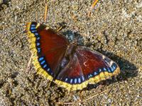 0042 Bwca 2018 Mourning Cloak Butterfly