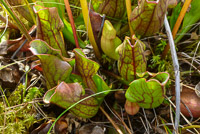 0020 Bwca 2019 Ts4 Purple Pitcher Plant