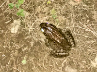 0076 Bwca 2019 Critters 