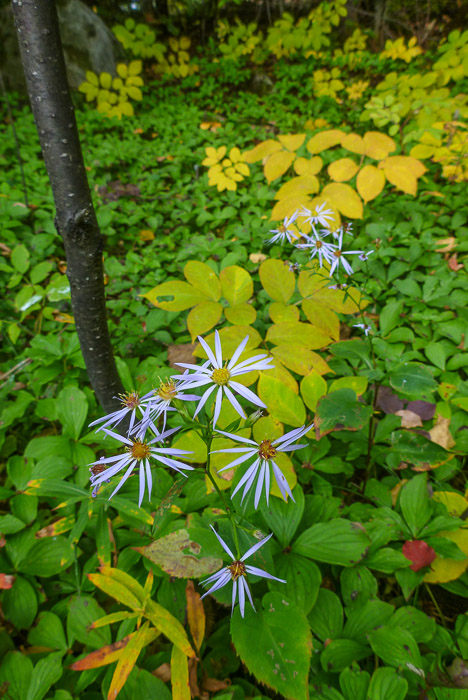 The Last of the Asters