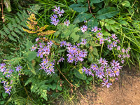 1010 Bwca 2024 Roadside Flowers 2024 