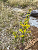 1035 Bwca 2024 Roadside Flowers 2024 