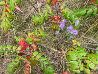 1037 Bwca 2024 Roadside Flowers 2024 