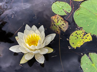 1040 Bwca 2024 Roadside Flowers 2024 