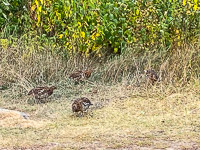 1045 Birds Bwca 2024 Spruce Grouse
