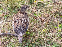 1047 Birds Bwca 2024 Spruce Grouse