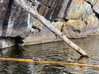 1069 Bwca 2024 Critters 