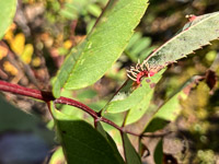 1078 Bwca 2024 Roadside Flowers 2024 Fungus On Mountain Ash
