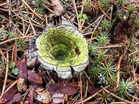 0028 Bwca 2025 Roadside Flowers 2025 