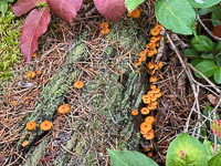 0029 Bwca 2025 Roadside Flowers 2025 Pinewood Gingertail Mushrooms